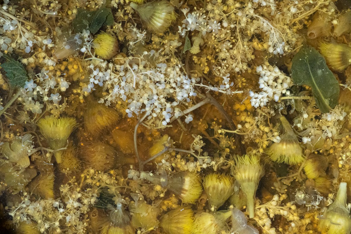 Adaptogeny i stres